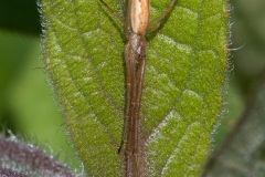 Stretch spiders - Tetragnatha extensa