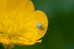 Comd-footed Spider - Enoplognatha ovata / lamitmana