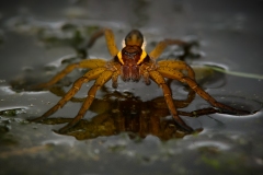 Raft Spider