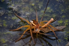 Raft Spider with Cranefly