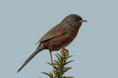 Dartford Warbler - Sylvia undata