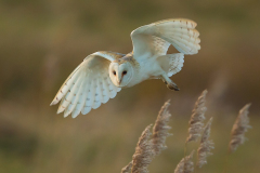 Barn Owl in flight No.1