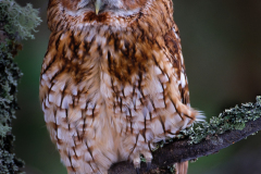 Tawny Owl