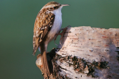 Tree Creeper - Certhia familiaris