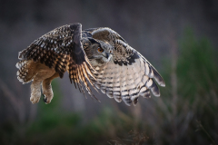 Eagle Owl