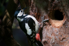 Great Spotted Woodpecker by nest hole