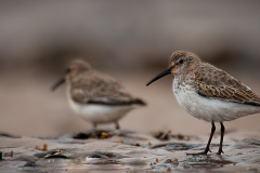 Dunlin