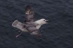 Fulmar hovering