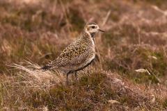 Dotterel