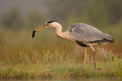 Grey Heron • Ardea cinerea with Common Shrew - Sorex araneus 1