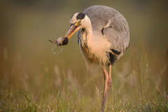 Grey Heron and Water Shrew