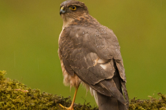 Male Sparrowhawk with raindrop on back