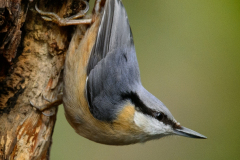 Nuthatch