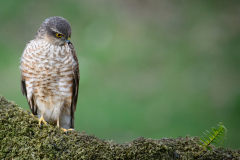 Male Sparrowhawk eyeing up the fern