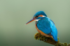 Kingfisher (Female) - A5 Greeting Card (STC6-18B) £ 2.65