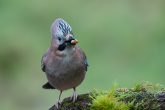 Jay with raised crown