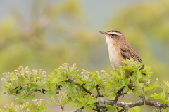 Sedge Warbler