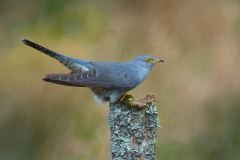 Male Cuckoo