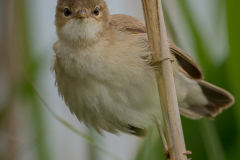 Reed Warbler - Juvenile #2