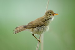 Reed Warbler - Juvenile Singing