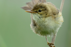 Reed Warbler prior take off