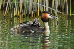 Great crested grebe and young