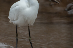 Littel Egret with catch