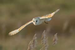 Barn Owl A5 Greeting Card (