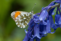 Orange Tip Butterfly on Bluebell