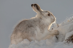 Mountain Hare - Scraping the snow away