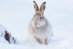 Mountain Hare Foraging