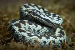 Male Adder