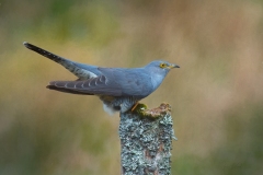 Male Cuckoo