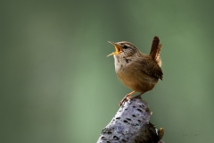 Wren - A5 Greeting Card (STC6 -19E) £ 2.65