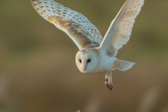 Barn Owl A5 Greeting Card (STC6-19D)  £ 2.65