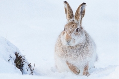 Mountain Hare - A5 Greeting Card (STC6-18A) £ 2.65