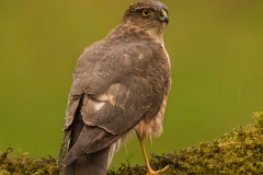 Sparrowhawk (Male) - A5 Greeting Card (STC6-19F) £ 2.65